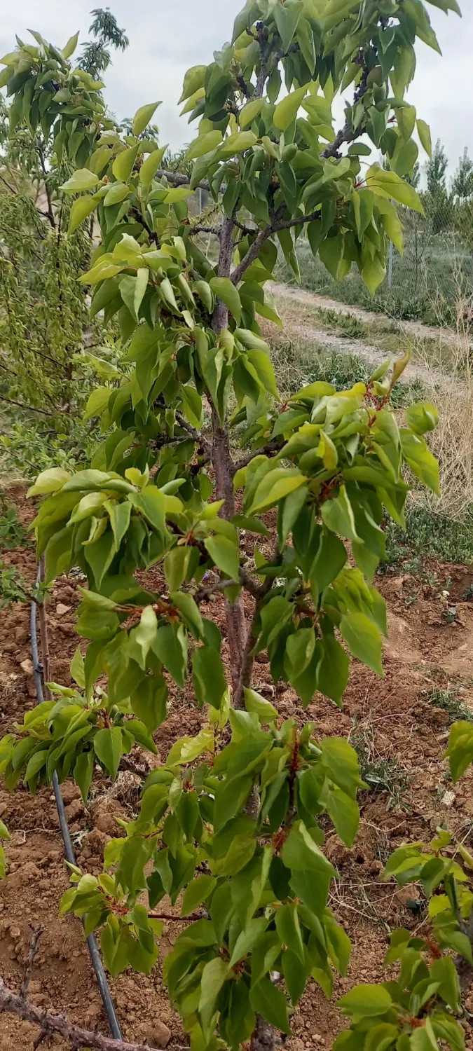زمین ۱۰۰۰ متری با درختان ۶ ساله
