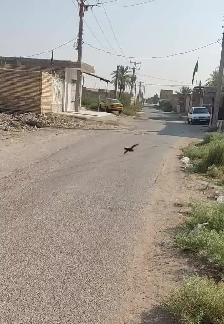 سلیچ غربی