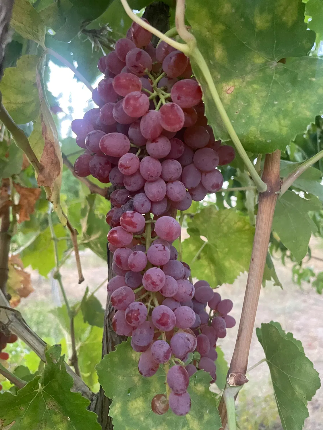 تهاتر باغ با ملک صنعتی کارخانه