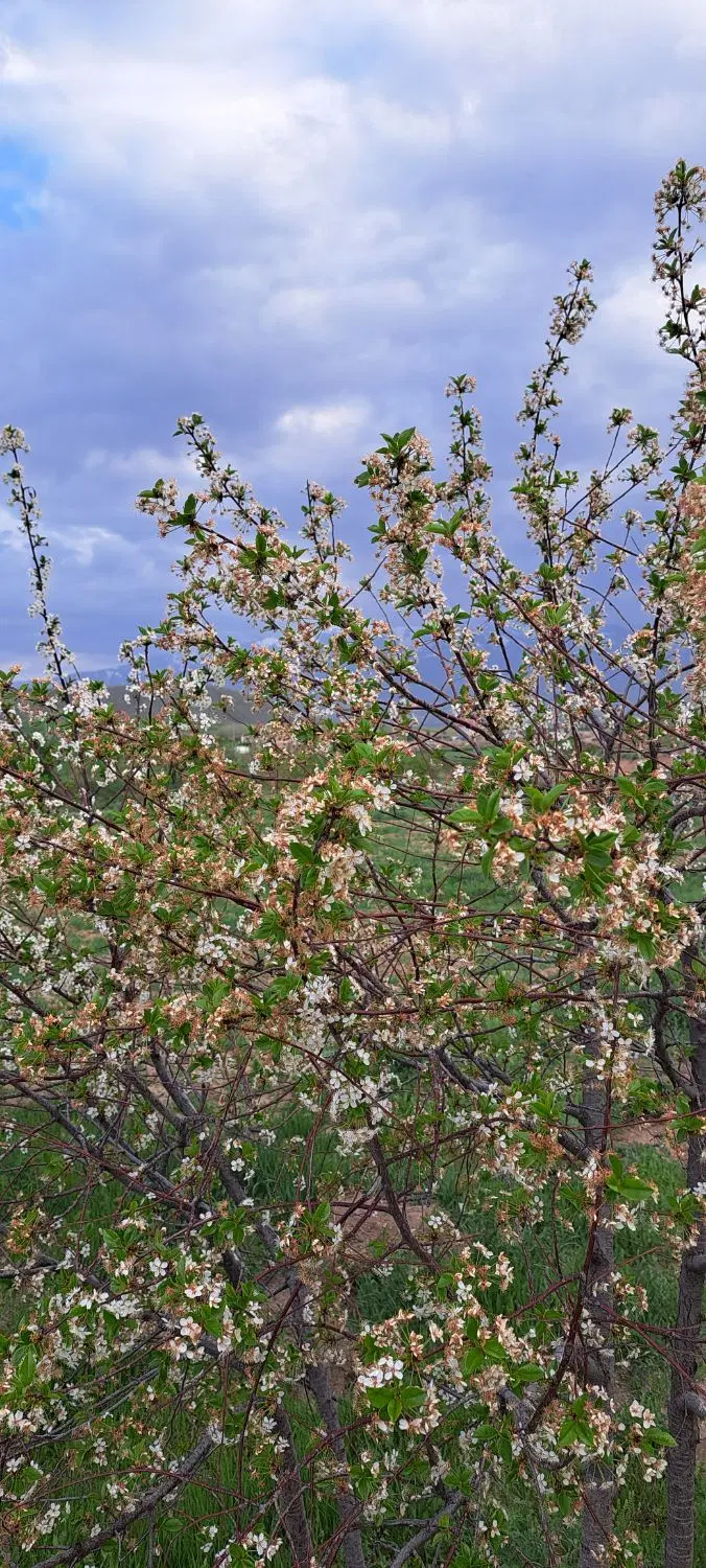 فروش زمین و باغ از روستای پسته‌بیگ
