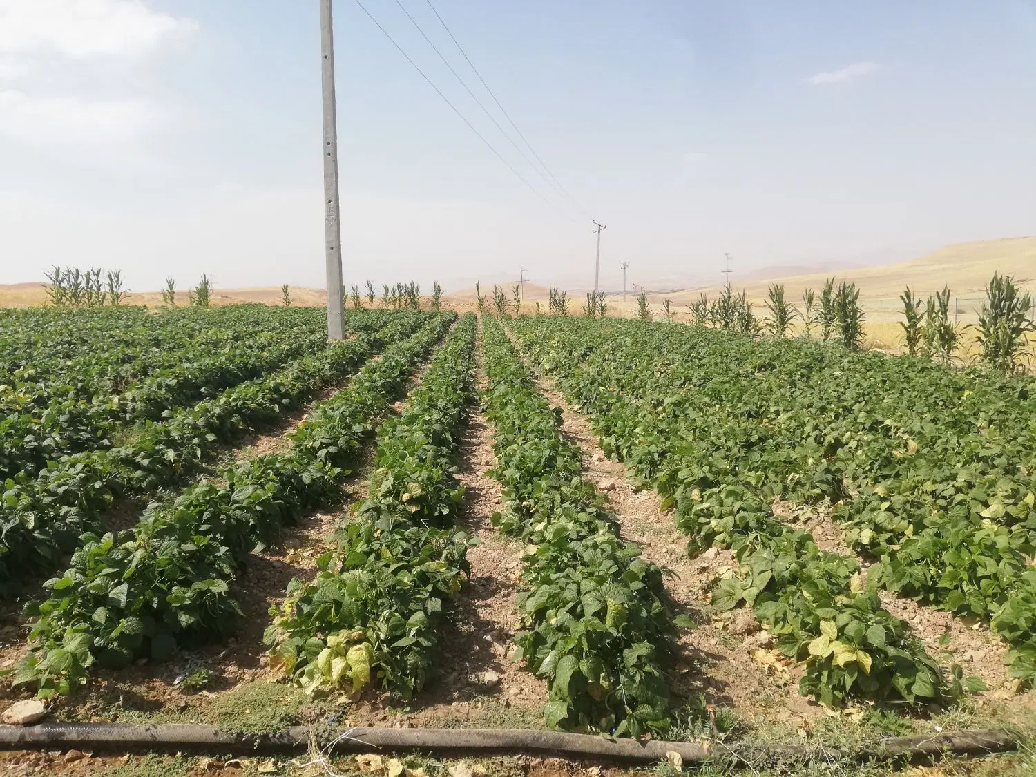 8هکتار زمین ابی ثابت