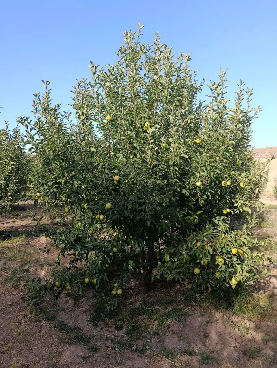 اجاره ی درخت سیب