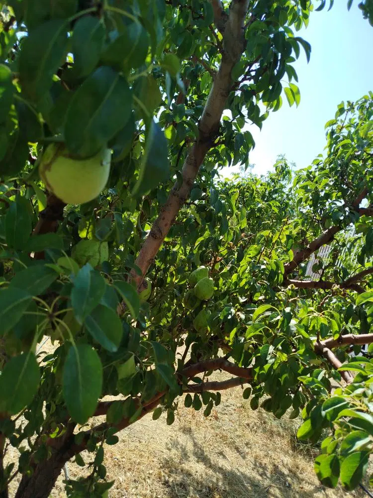 ۱۳۰۰ متر باغ الهیه آبسرد شهرکی
