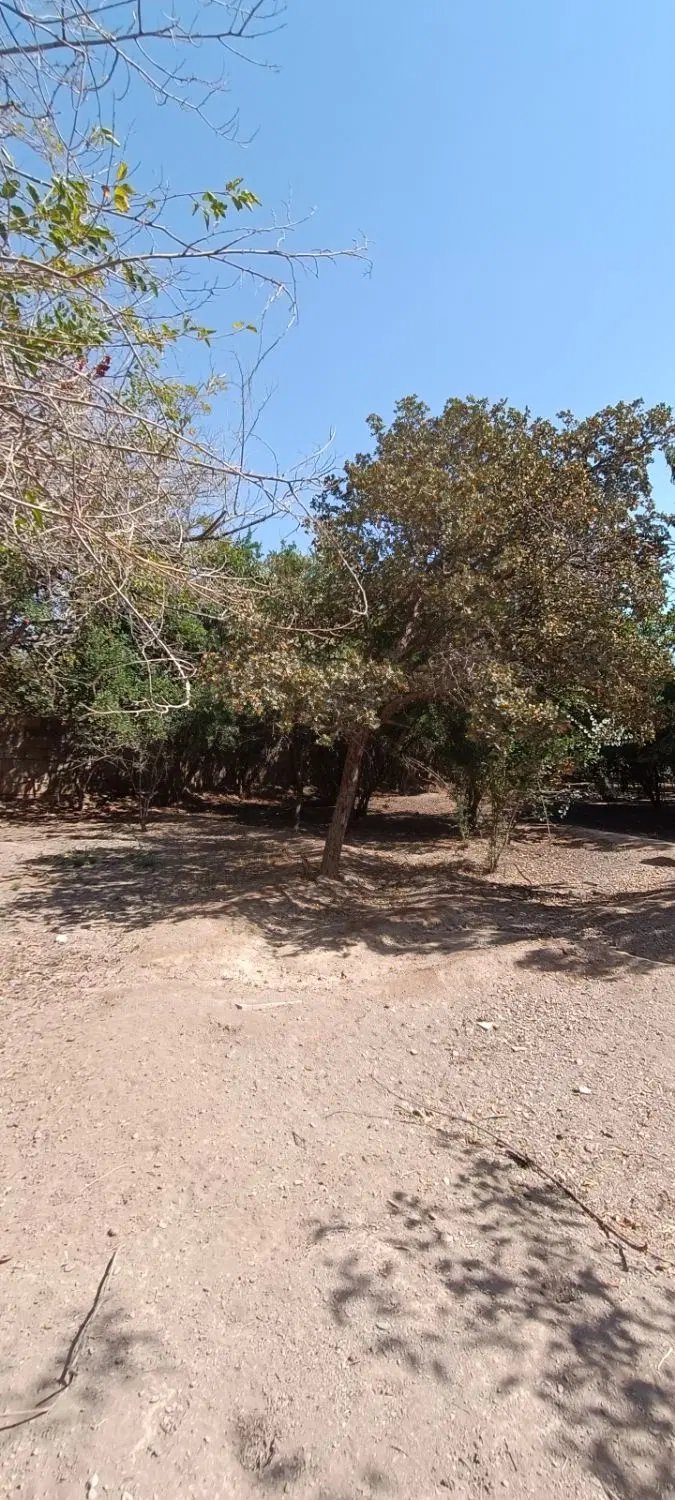باغ قدیمی ویلاشهر اول