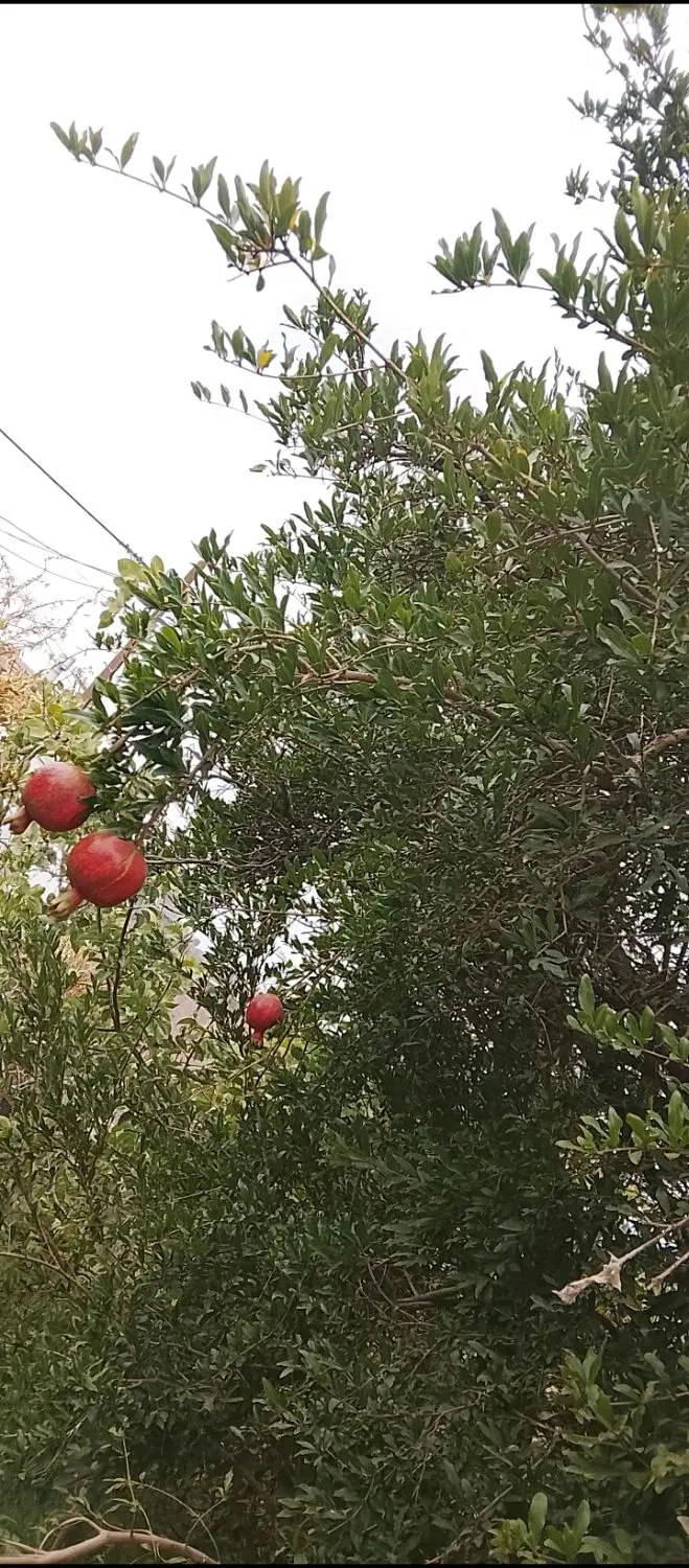 فروش خانه