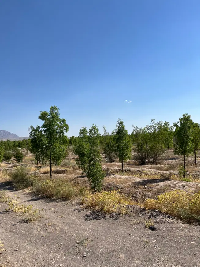 زمین کشاورزی