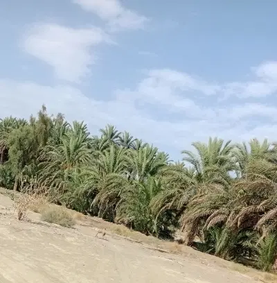 2500متر زمین با نخل