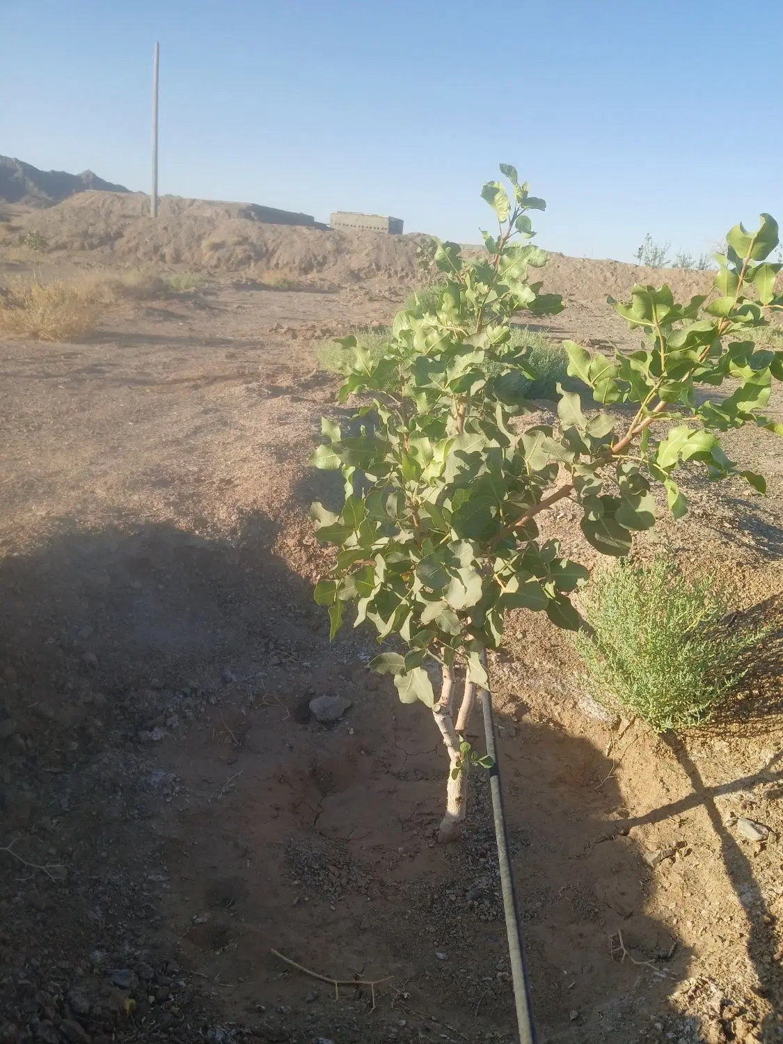 زمین در چشمه زیارت