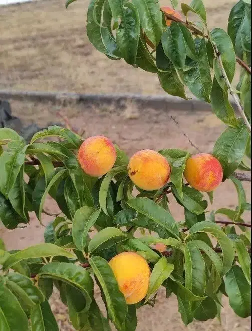 یک قطعه زمین واقع در دماوند ، سربندان