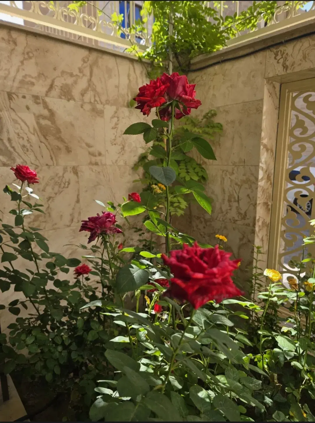 فروش ۱۴۴۰ متر زمین _سند شش دانگ
