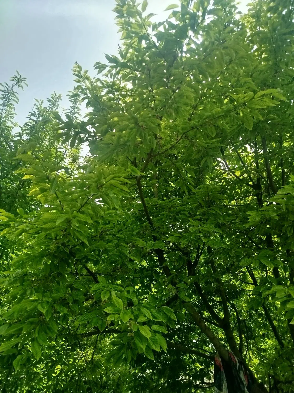 فروش باغچه 17ساله چهار دیوار نزدیک اتوبان