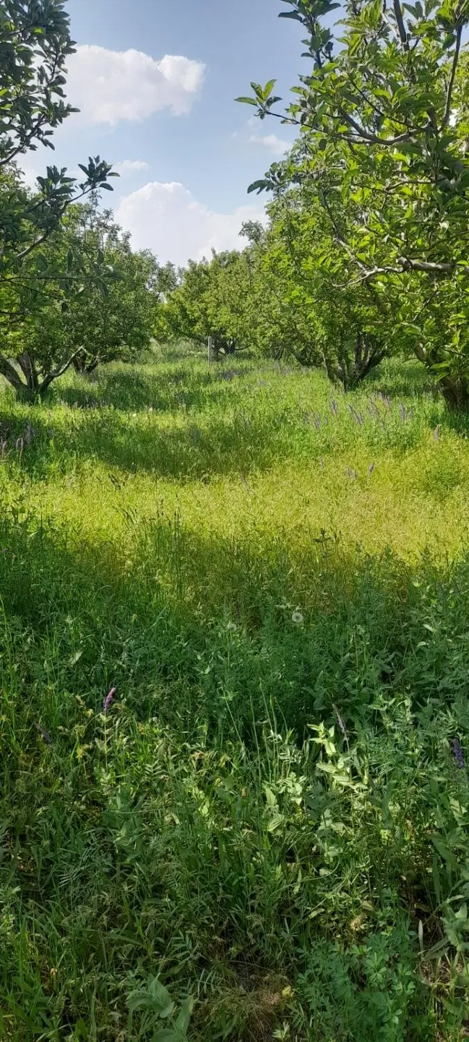 ۸من باغ سیب