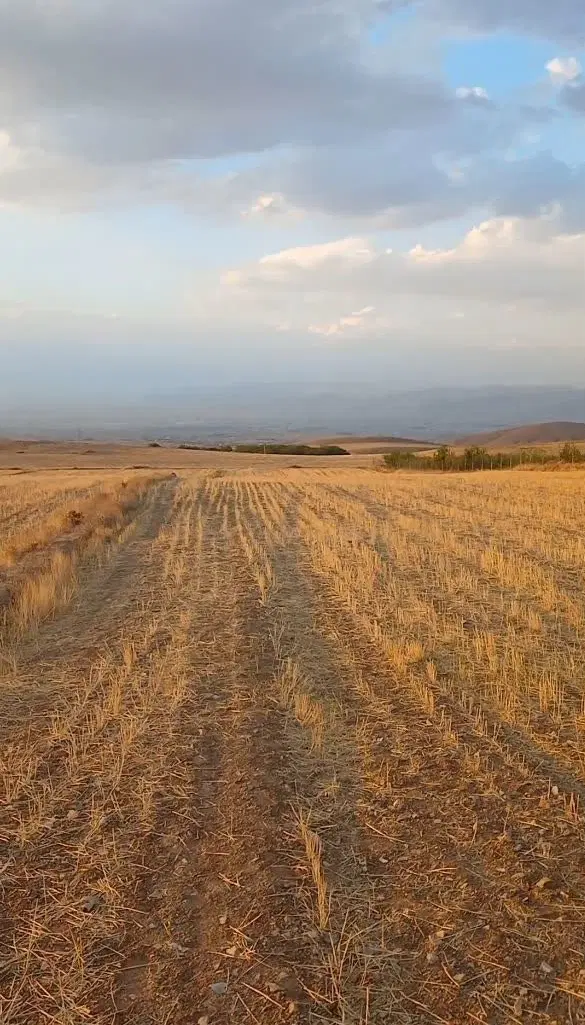 زمین دیمی ۱۷۰۰متر دیزج بالا