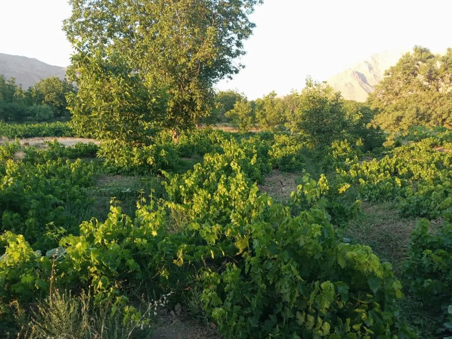 فروش باغ انکور 1900متر همراه یک ساعت آب.چاه عمیق
