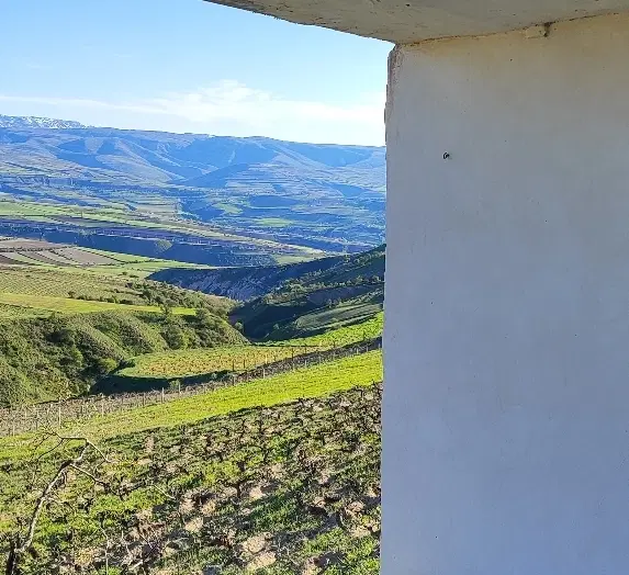 باغ انگور یک هکتاری دارای خانه