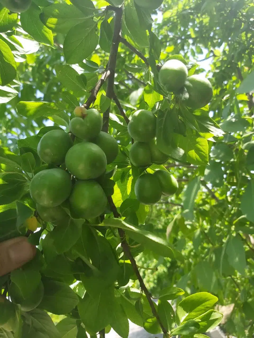 فروش باغ ۲۳۰۰متری دردهشادبالا