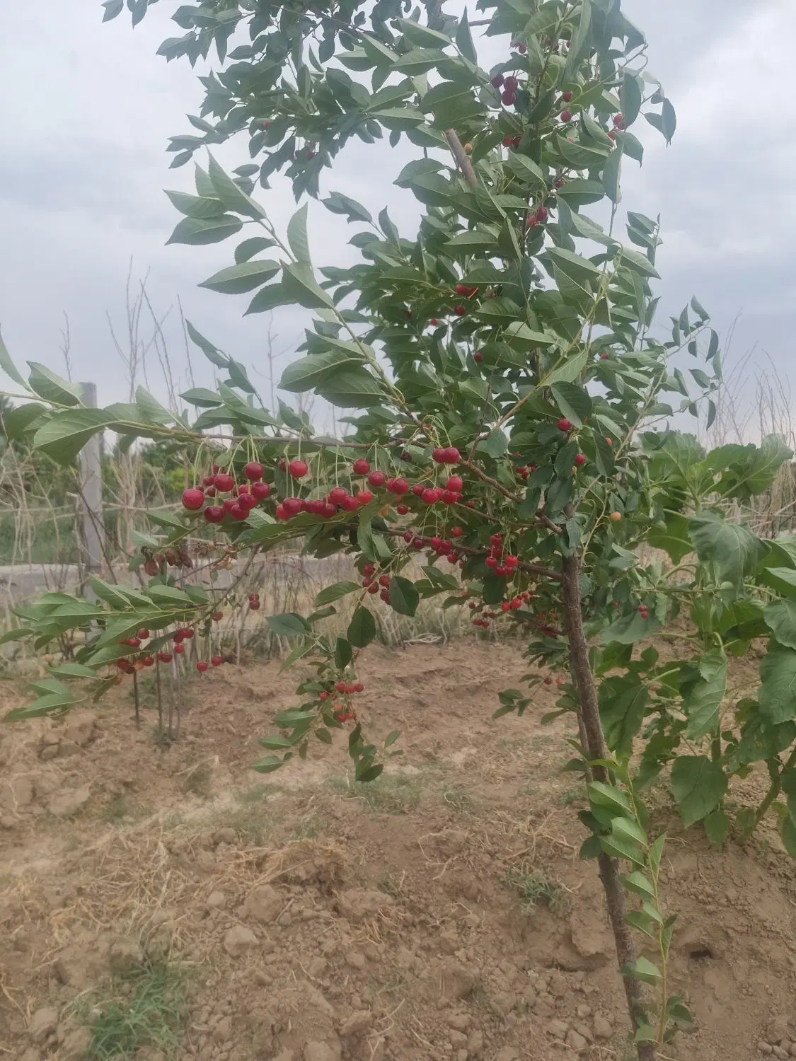 باغچه ۶۰۰ متری واقع در پیشک یک