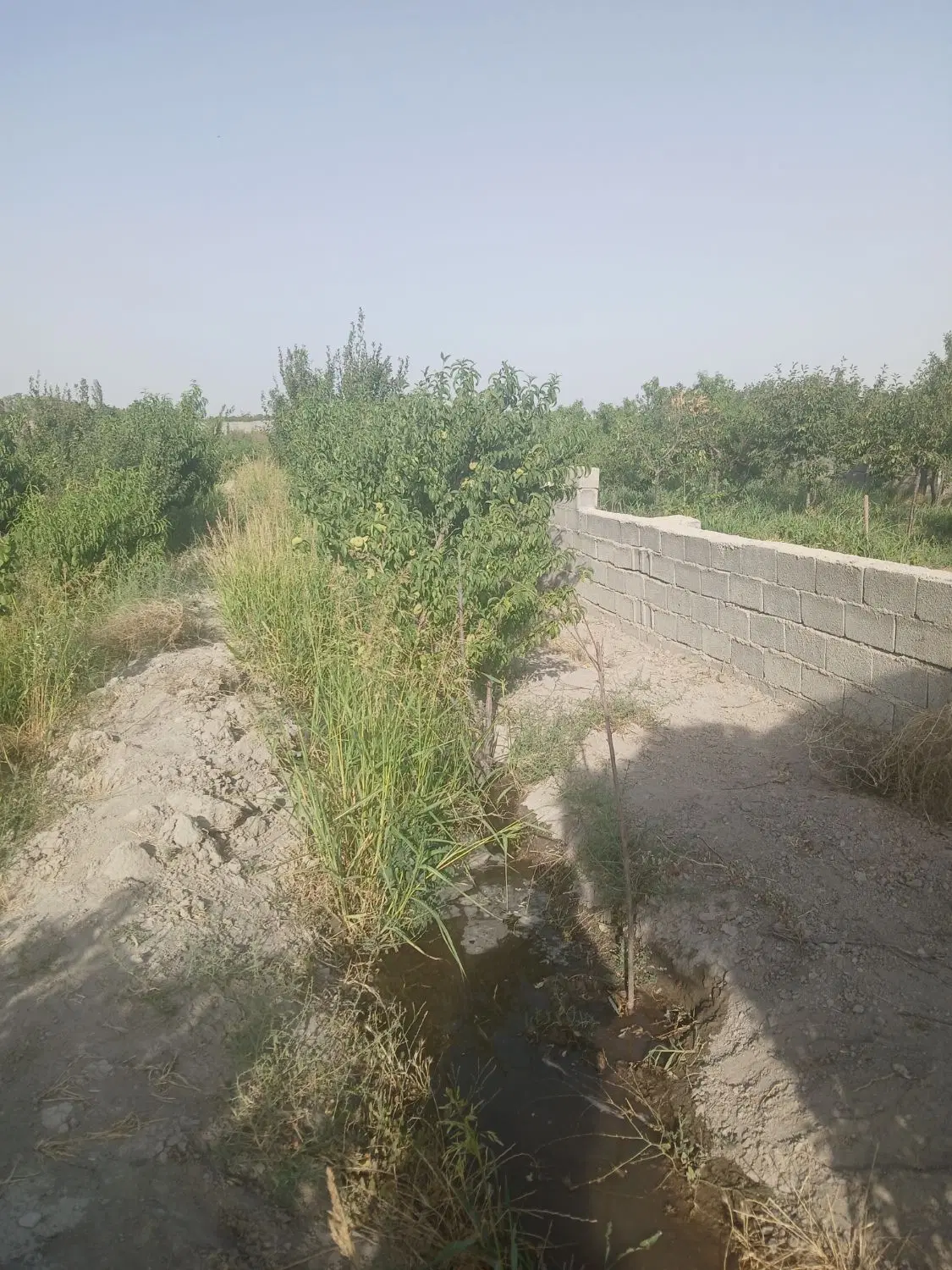 فروش باغچه به متراژ.      ۵۰۰