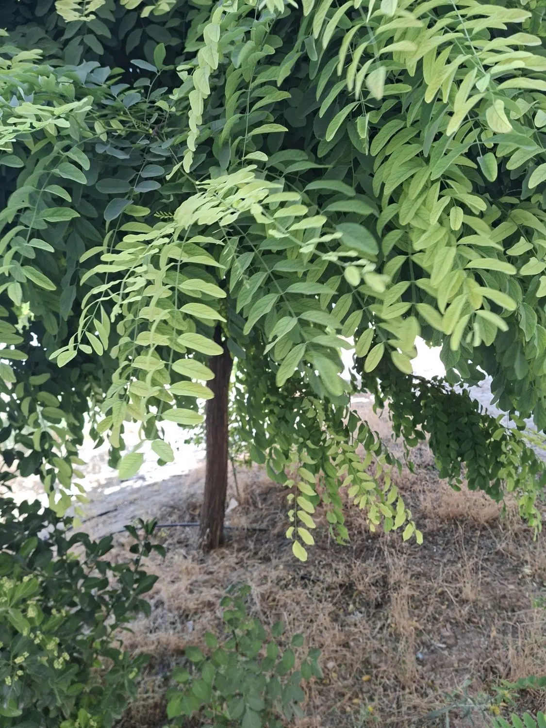 باغ و ویلا