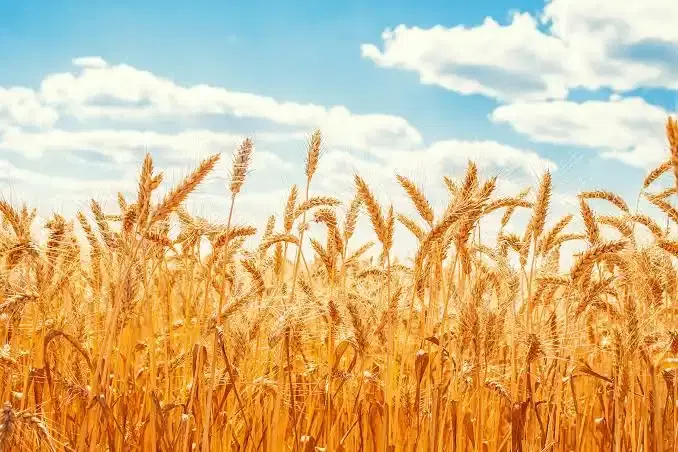 زمین دیم برای اجاره‌