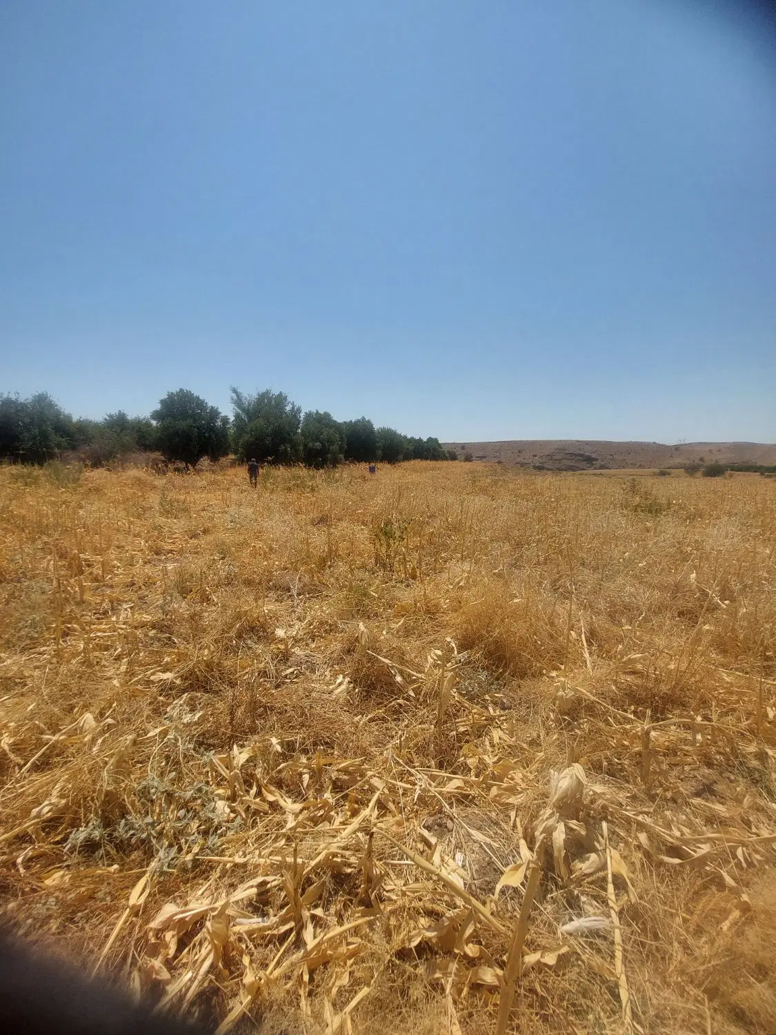زمین باغی