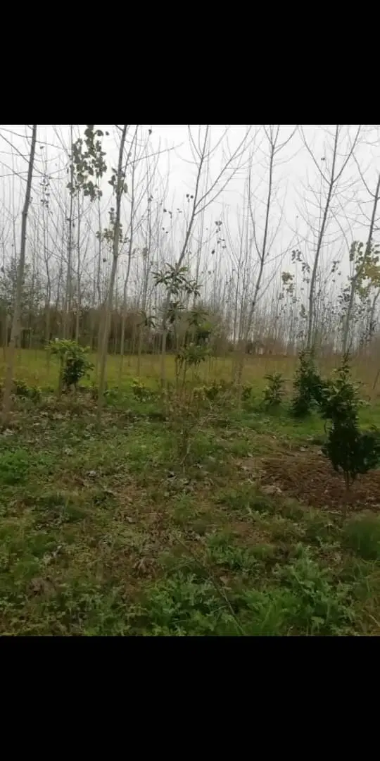 باغ با سوئیت
