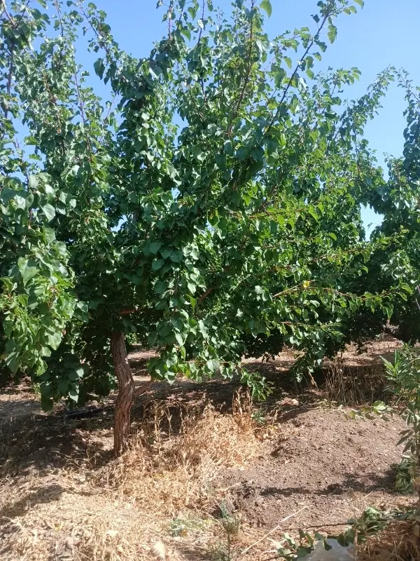 درخت کاری بادام اجاره و فروش