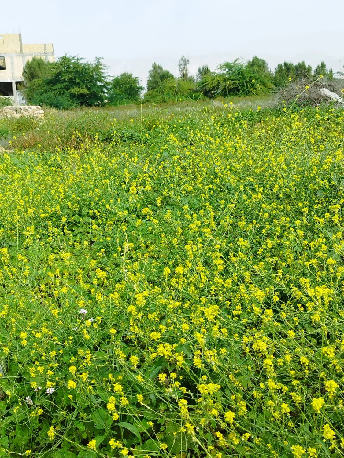 فروش زمین باغی...با خودرو معاوضه میشود