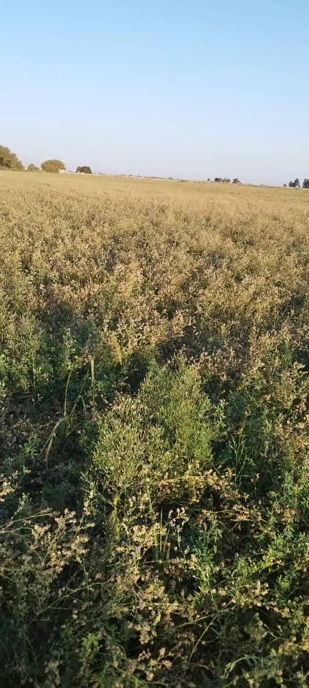 فروش زمین مسکونی روستای شهنان