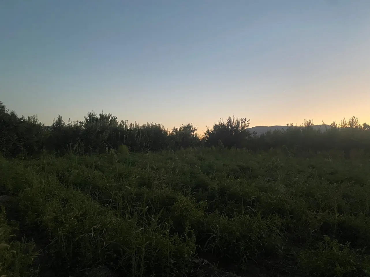 باغ تفریحی
