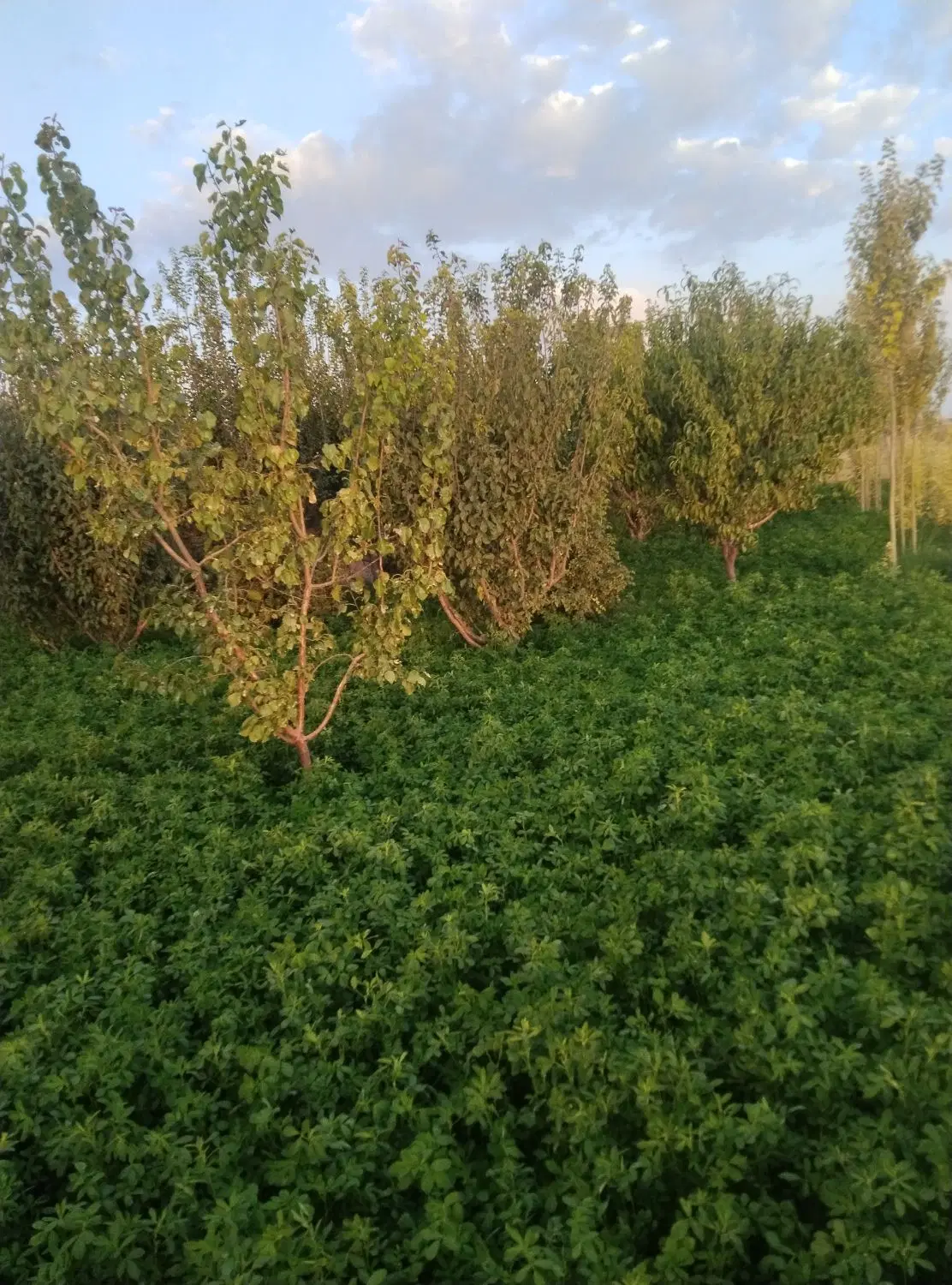 زمین کشاورزی 3000 متری