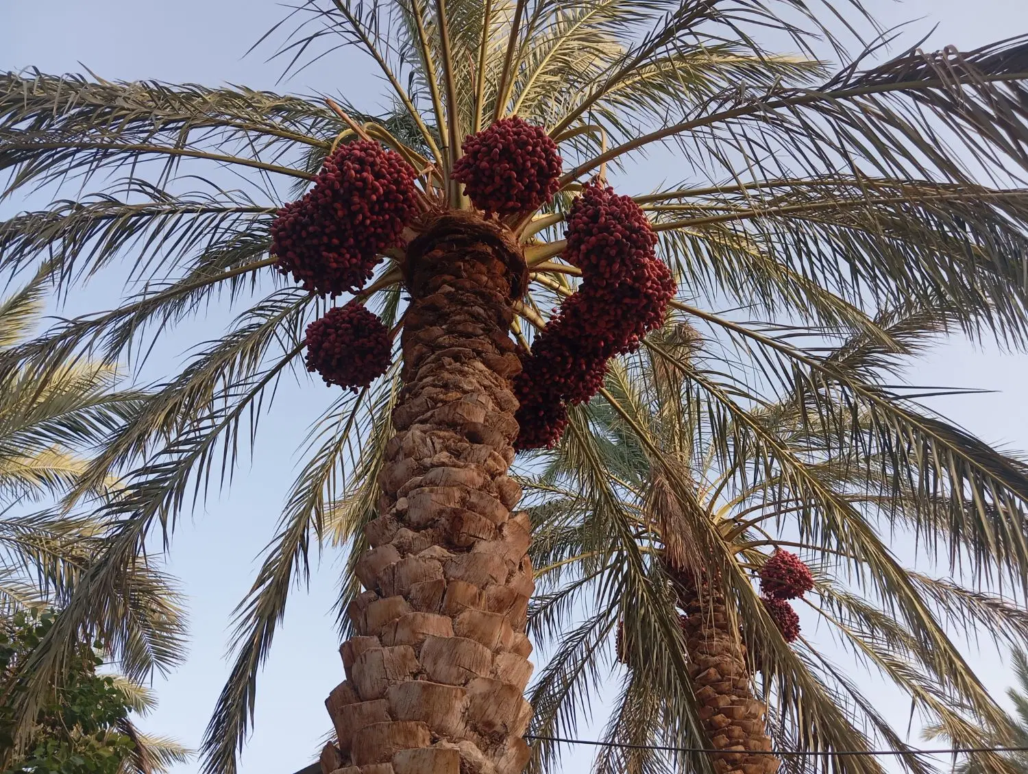 اجاره ۸ درخت