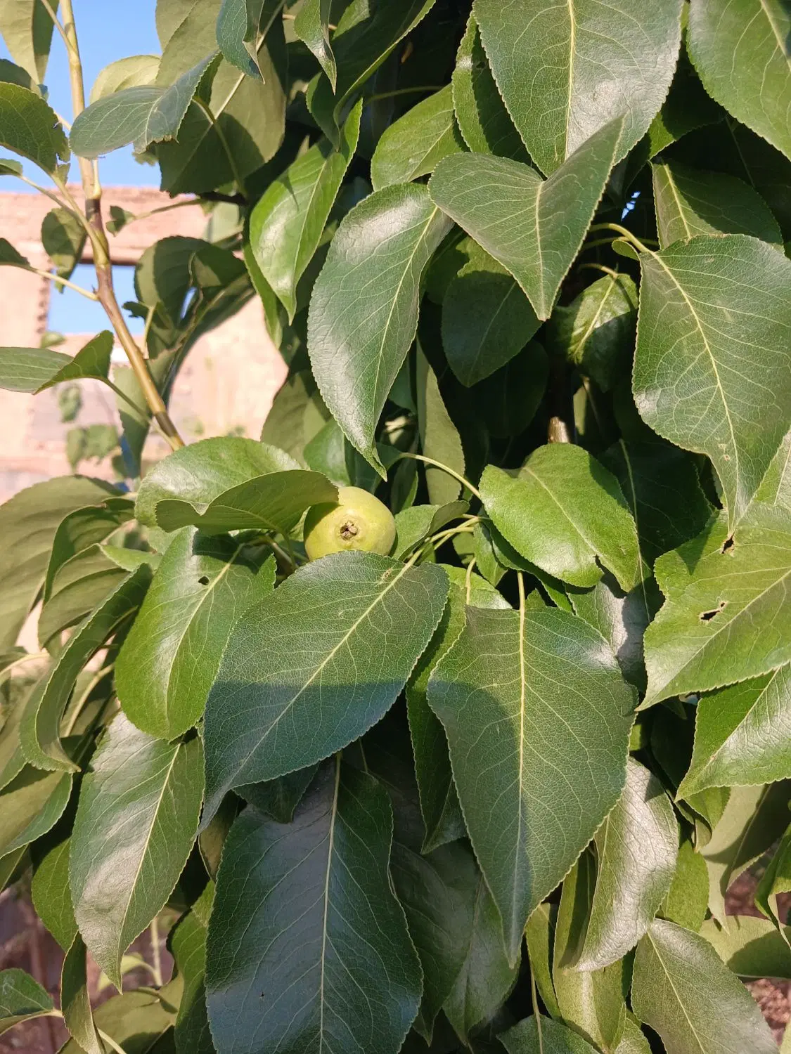 خانه باغی