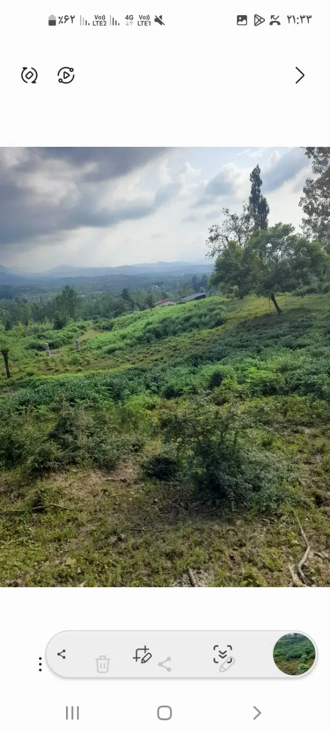 باغ چای