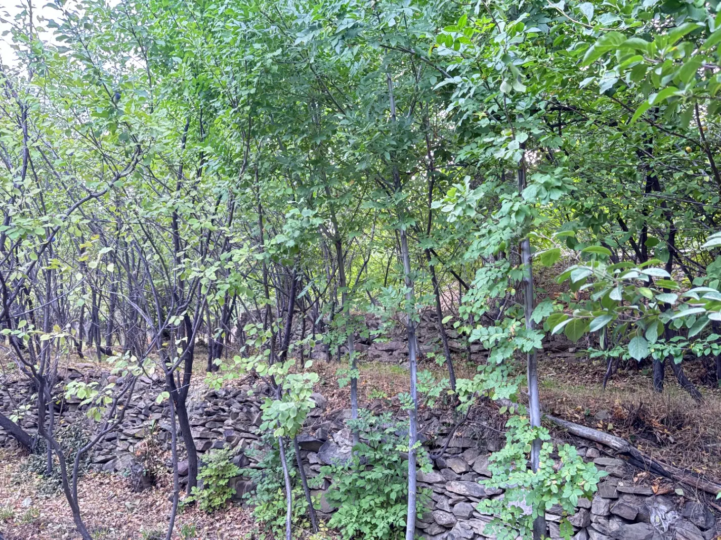 فروش خانه باغ در شهمیرزاد