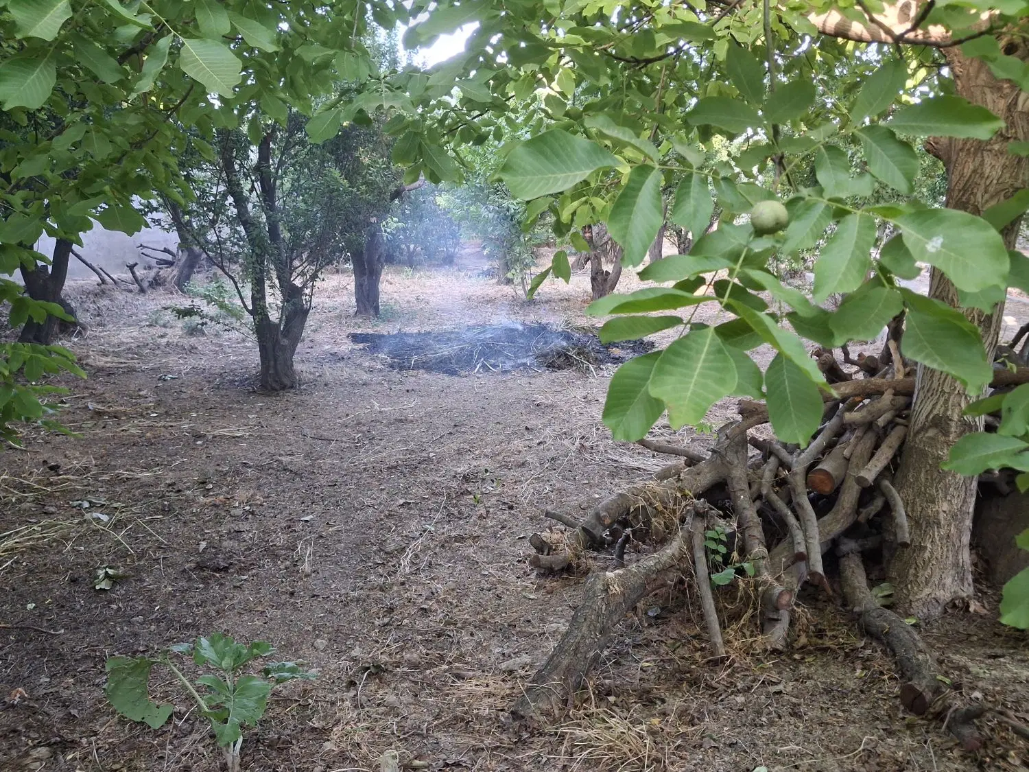 فروش ۵۰۰ متر باغ میوه
