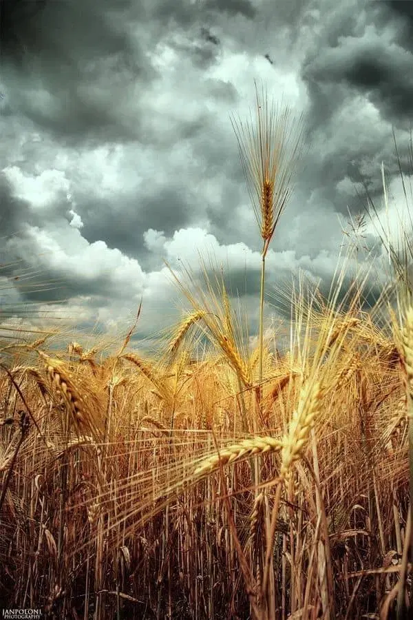 زمین جهت سرمایه گزاری