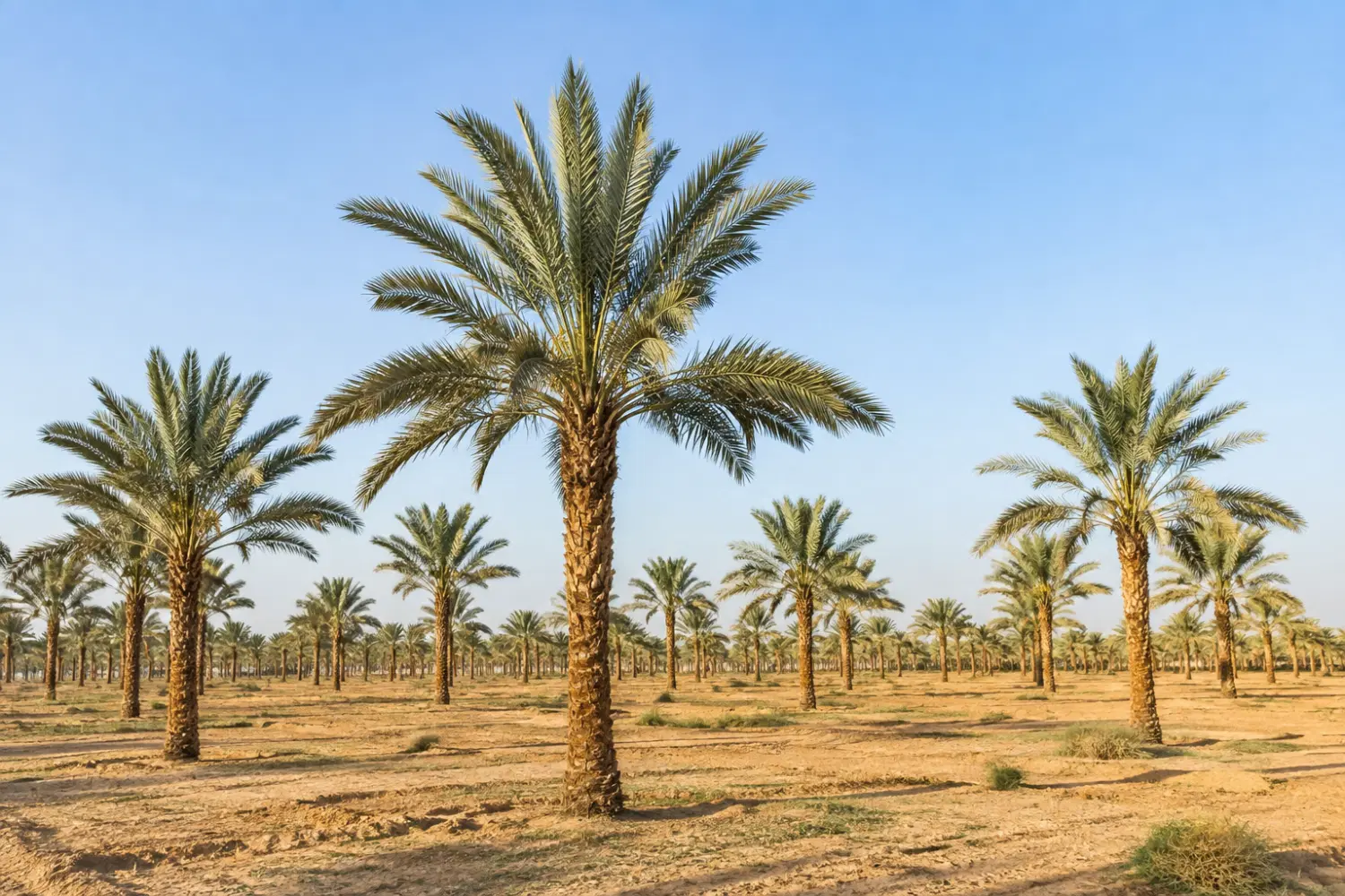 فروش زمین جزیره ی قشم روستای کورزین