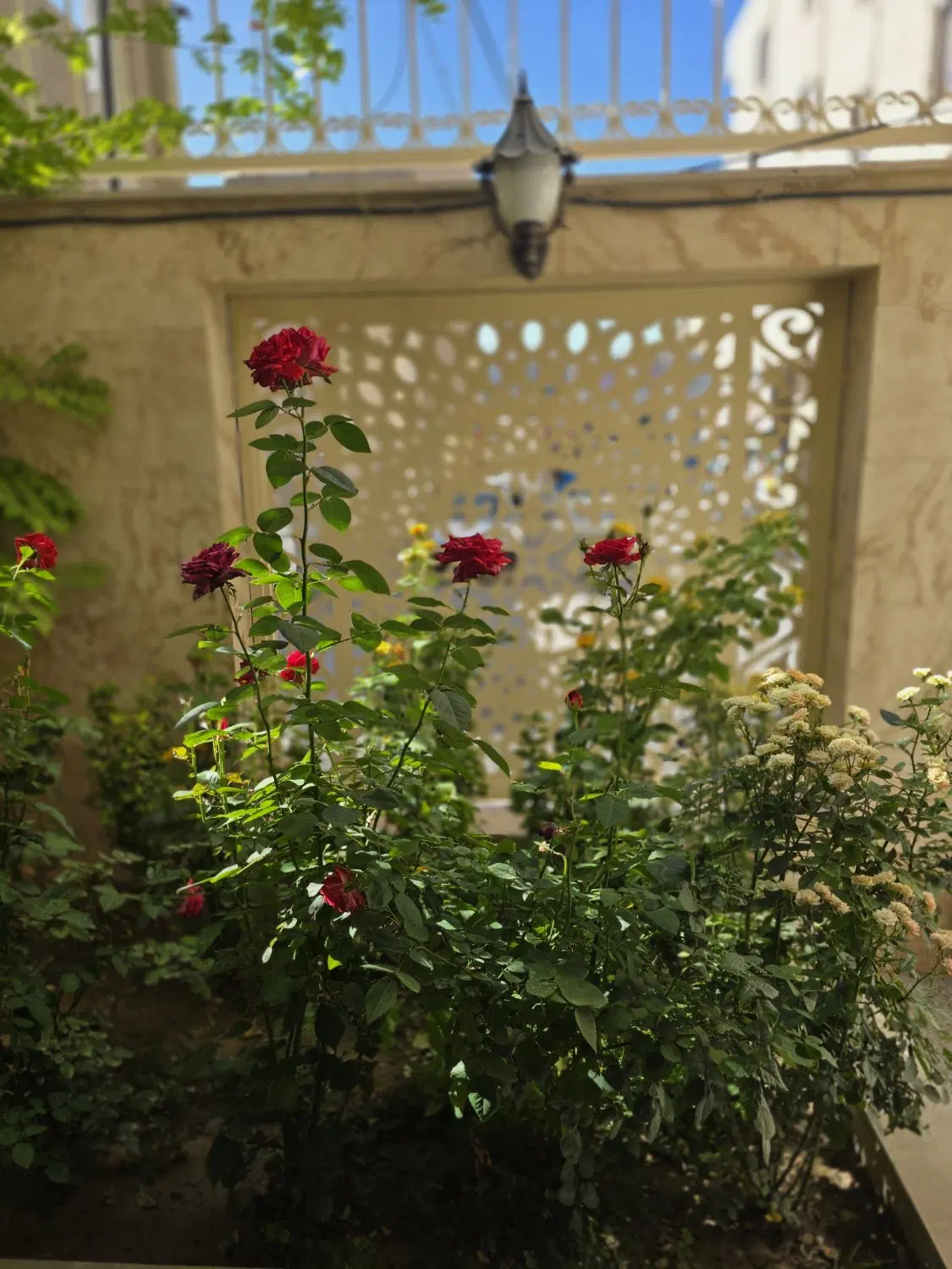 فروشی ۱۰۰۰متر زمین _سند شش دانگ