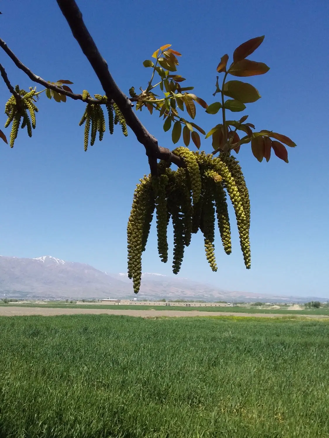 ۲۰۰متر زمین همت آباد سند تکبرگ