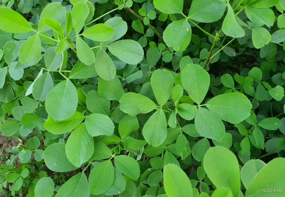 یونجه