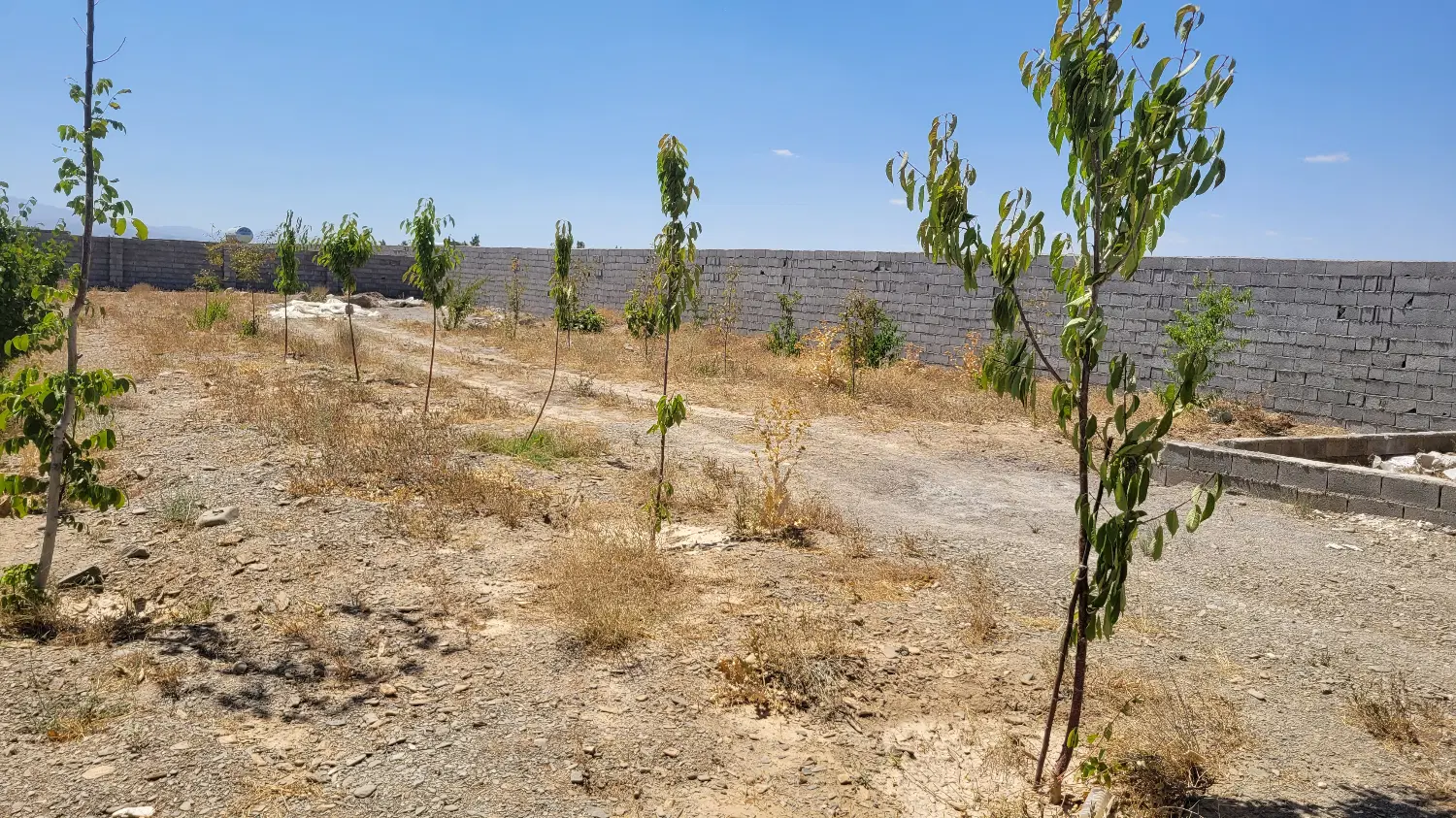 800 متر زمین مشجر دور دیوار باغی کاهو اقاقیا