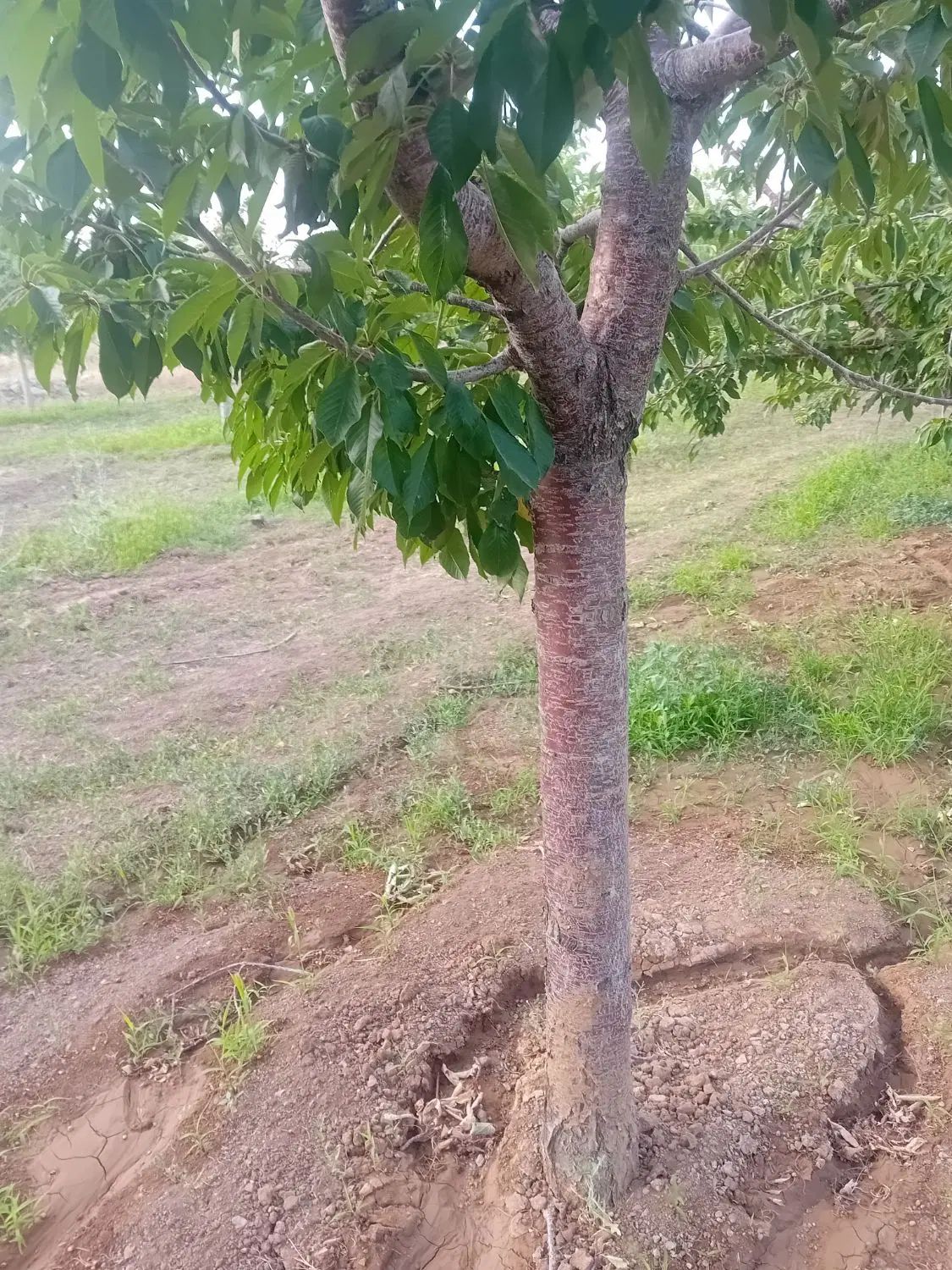 باغ وزمین کشاورزی