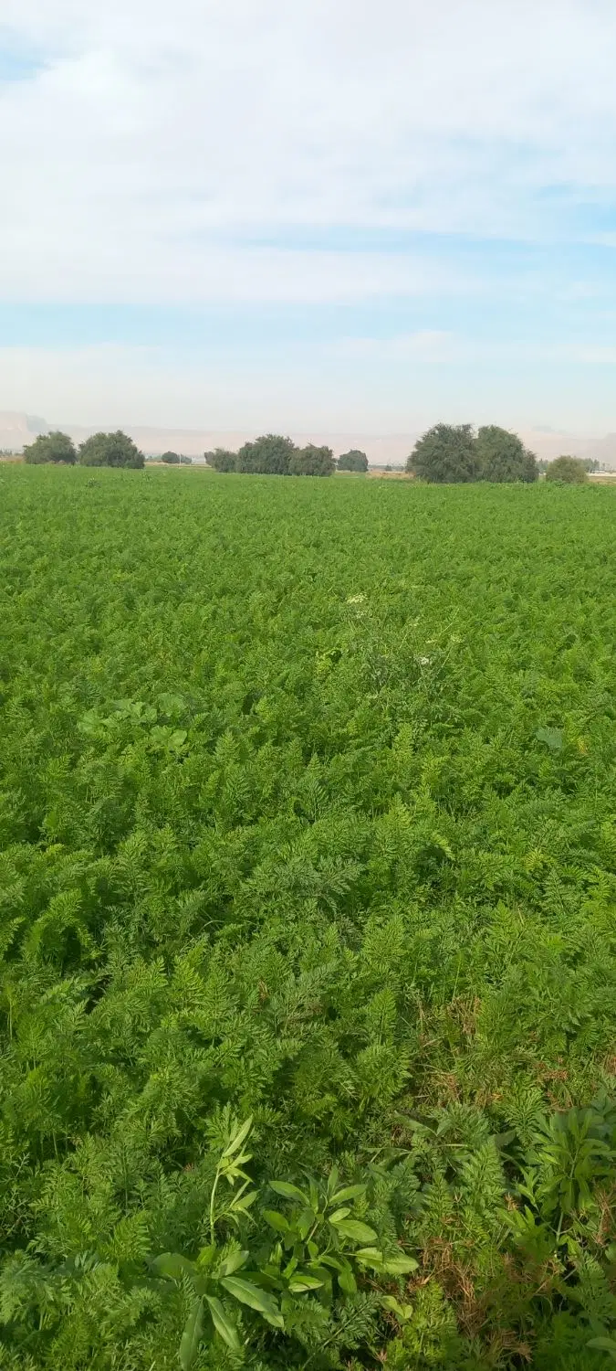 زمین مسکونی قلمستان فارسان ۲۵۰ متر هر متر ۲۰ ملیو