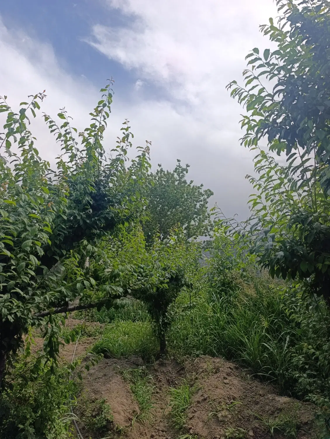 باغچه چهاردیوار شهریار باغستان دهمویز