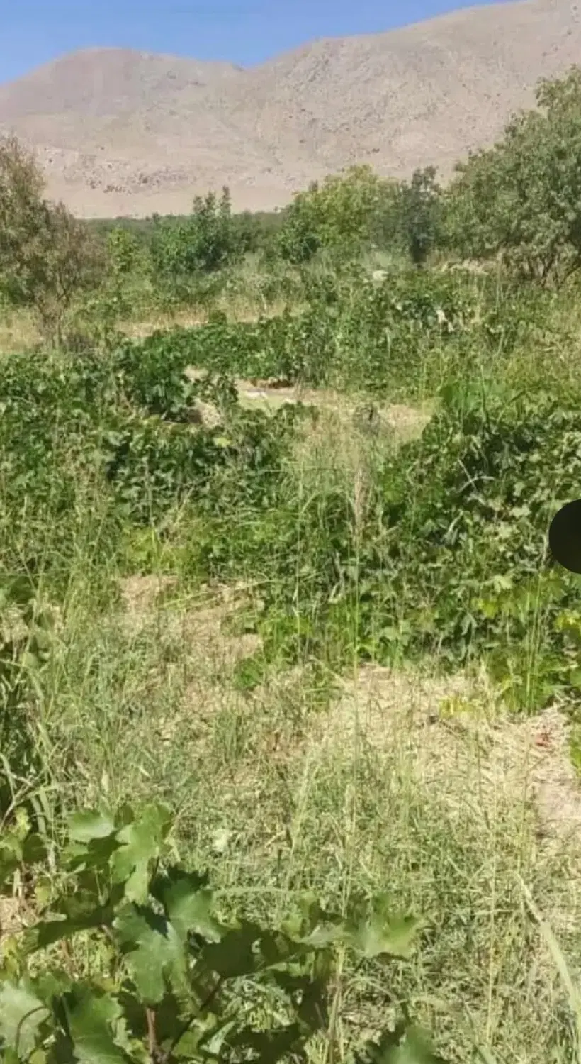 باغ قدمت دار۸۰ساله در روستای ورزنه جاده تفرش
