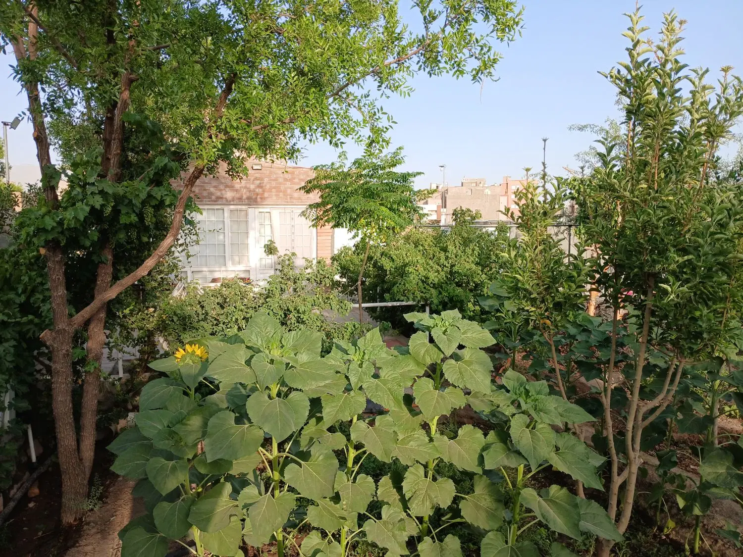 ویلایی آزادی خ شهید برگی