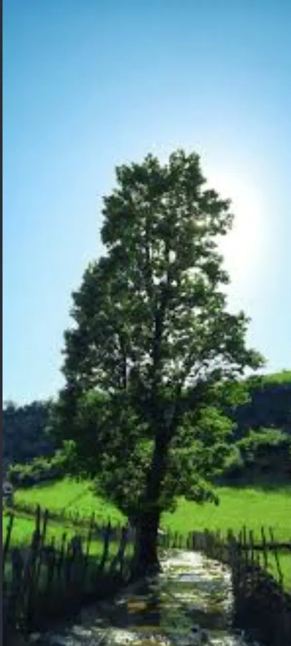 زمین