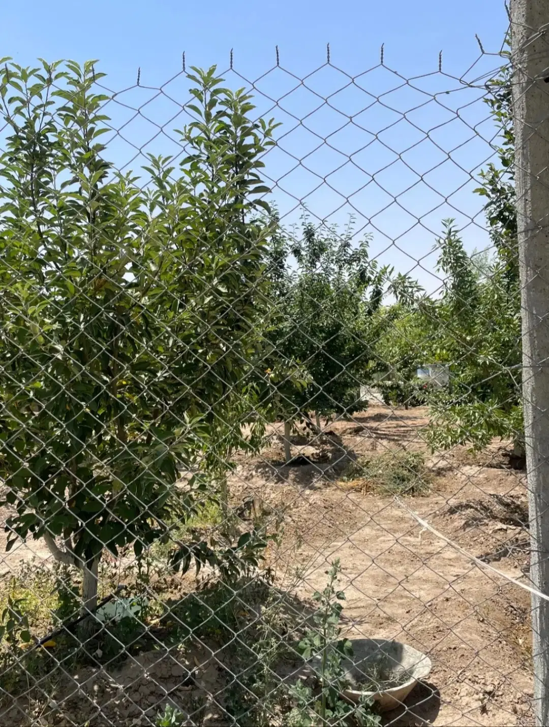 باغچه در قطعات ۳۰۰ الی ۴۰۰ متر