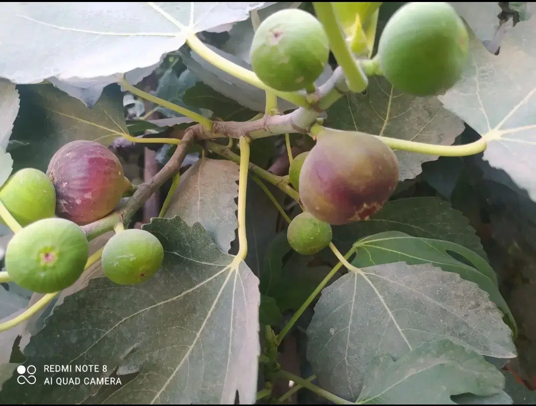 خانه باغ نقلی مسکونی
